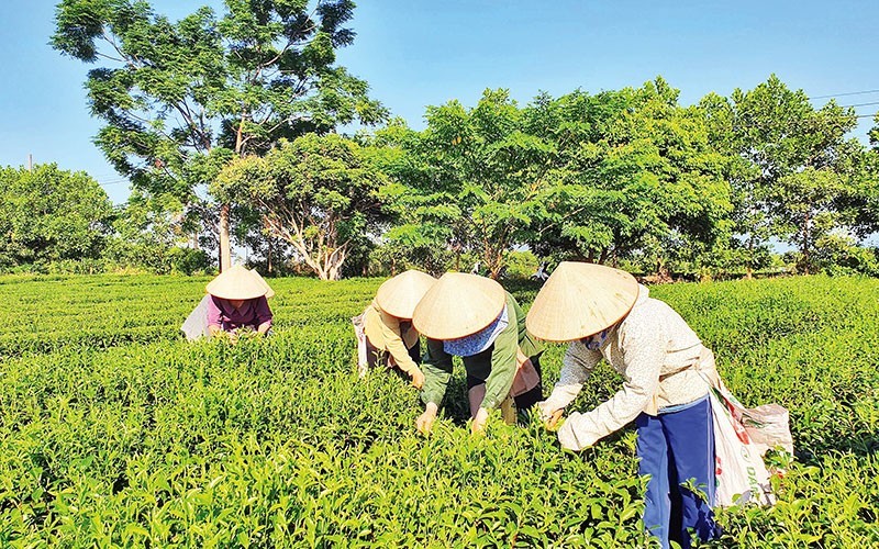 Harvesting tea in Quang Long Commune, Hai Ha District, Quang Ninh Province.