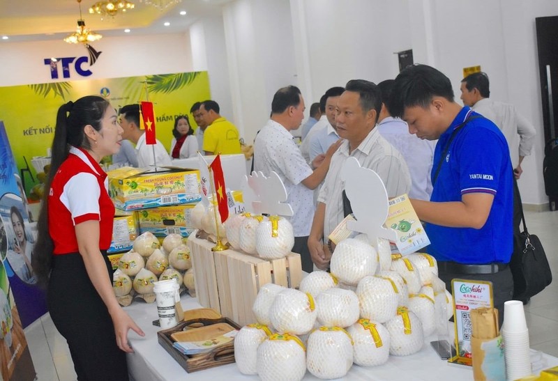 Coconut exports reached 900 million USD in 2023, and the figure is expected to exceed 1 billion USD this year. (Photo: baotainguyenmoitruong.vn)