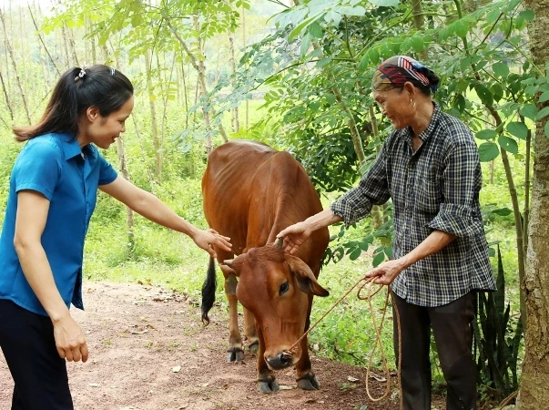 Since 2021, 153 breeding cows and 6,400 chicks have been delivered to disadvantaged people in Lang Giang District to diversify livelihoods and promote sustainable production.