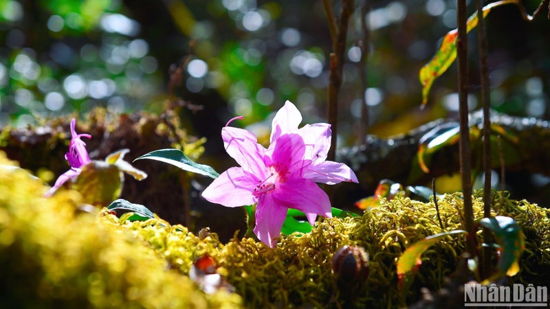 The wild and majestic beauty of azalea flowers amidst the forest.