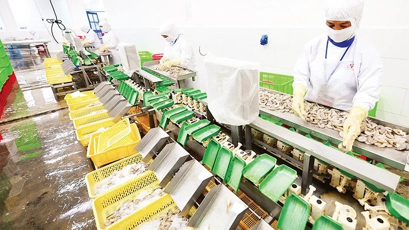 Processing shrimp for export at Cafatex Company in Hau Giang Province. (Photo: Tran Tuan)