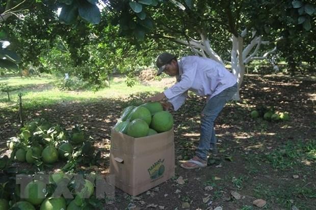 Pomelos harvested in Phu My township (Photo: VNA)