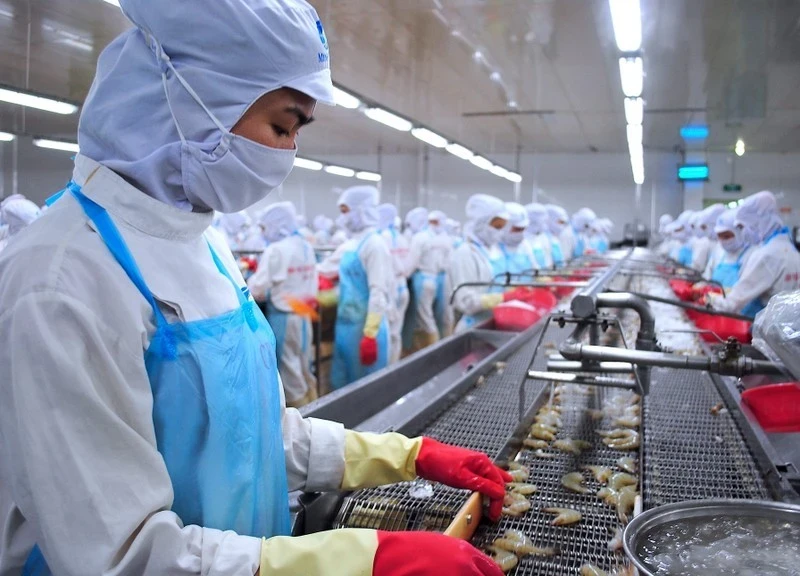 Ca Mau shrimp processed for export. (Photo: HUU TUNG)