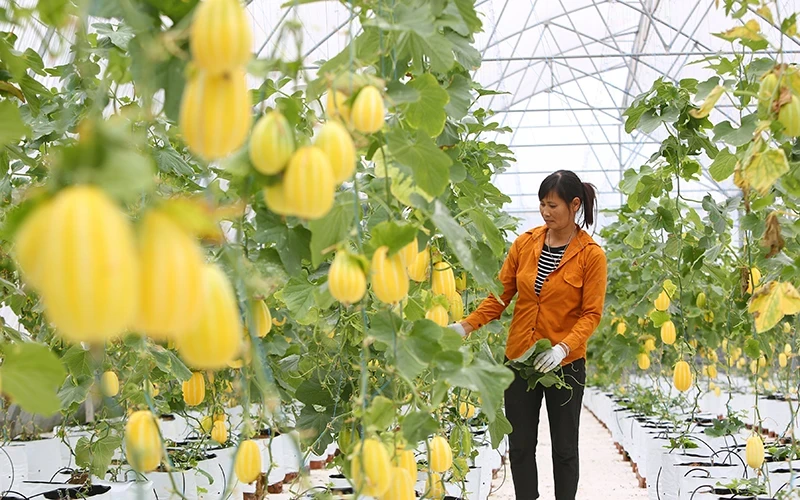 The country has about 78% of communes meeting standards set for new-style rural areas. (Illustrative image/Photo: THANH DAT)