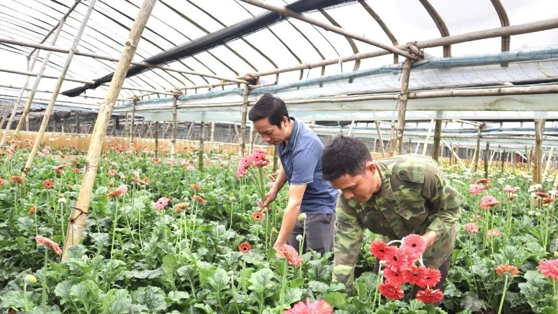 OCOP product of gerbera flowers of Dong Thap Commune, Dan Phuong District, Hanoi.