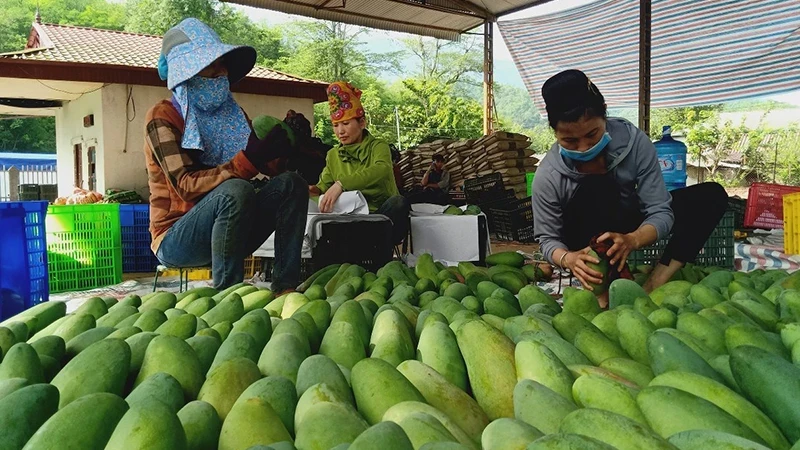 Alongside plum and banana products, mango products from Yen Chau District, Son La Province, have been exported to European and Chinese markets.