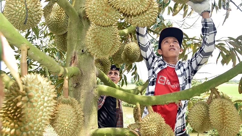 Traders select durians for export at the orchard of Nguyen Thi Hoa in My Thanh Bac Commune, Cai Lay District, Tien Giang Province