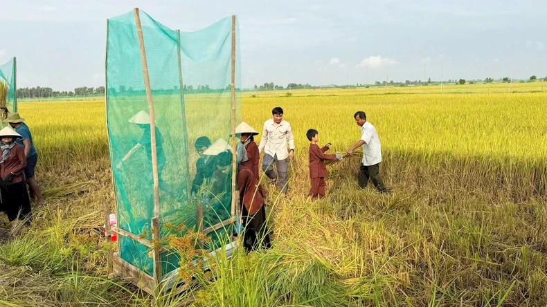 Tourists experience cutting and threshing rice by hand in the field