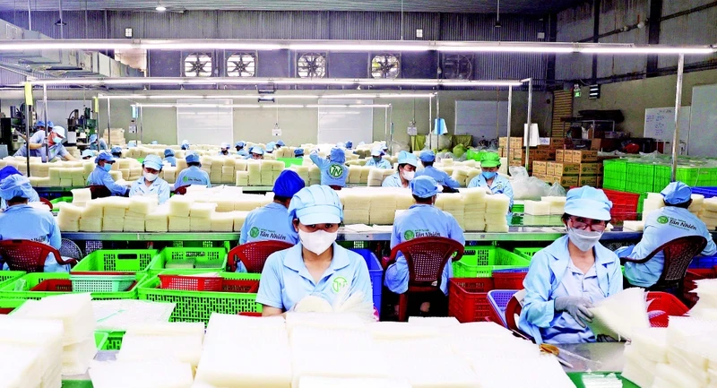 The finished rice paper production line of Tan Nhien Co., Ltd., in Tay Ninh Province. (Photo: VNA) 