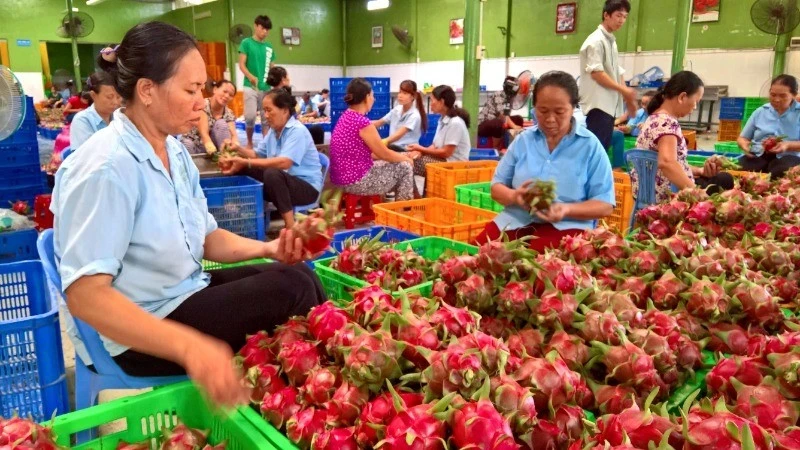 Vietnamese fruits have strong export potential to the Nordic market