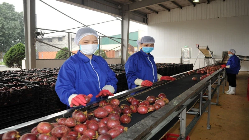 Vietnamese passion fruit is currently being increasingly processed for export to the US and the EU.