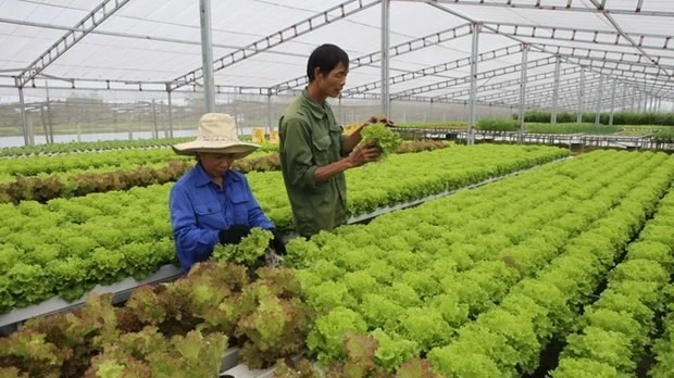 Growing organic vegetables. (Photo: VNA