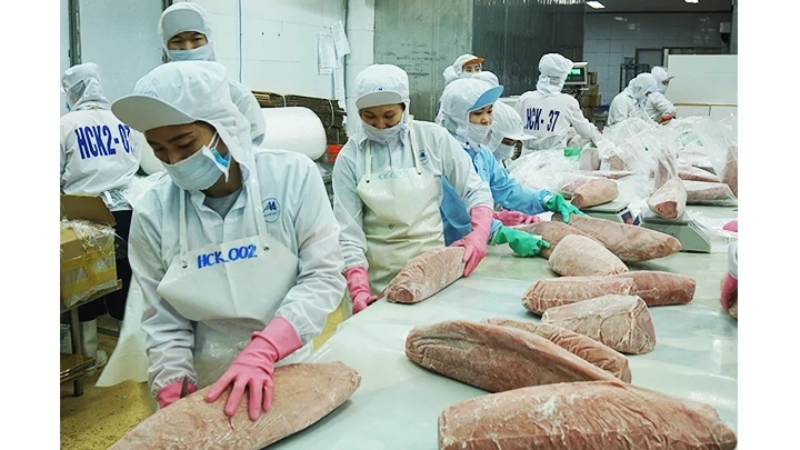 Processing tuna for export. (Photo: NAM ANH)