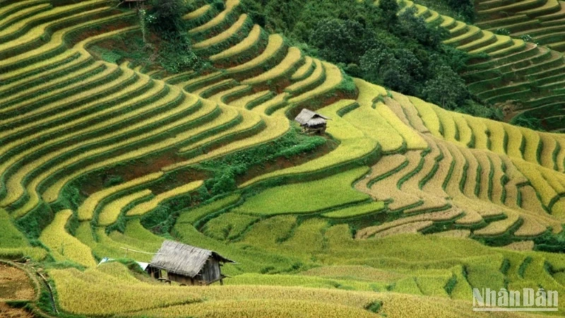 Rice harvest season in Mu Cang Chai, Yen Bai. (Photo: Vu Linh)