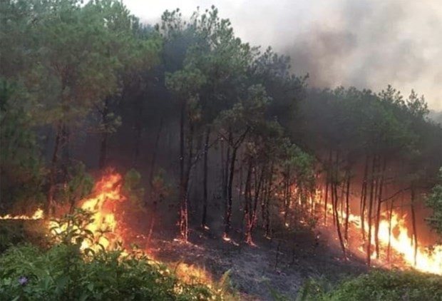 A burned forest area in Nghe An Province on April 30, 2024. (Photo: VGP)