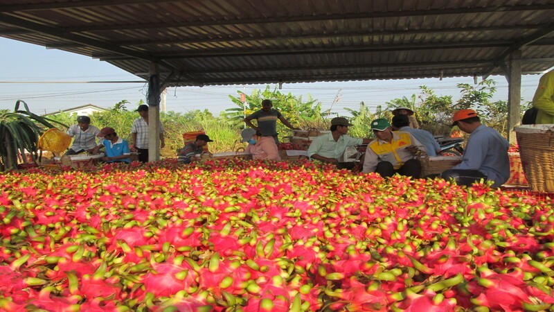 Vietnamese fruits have plenty of opportunities for export to the EU.