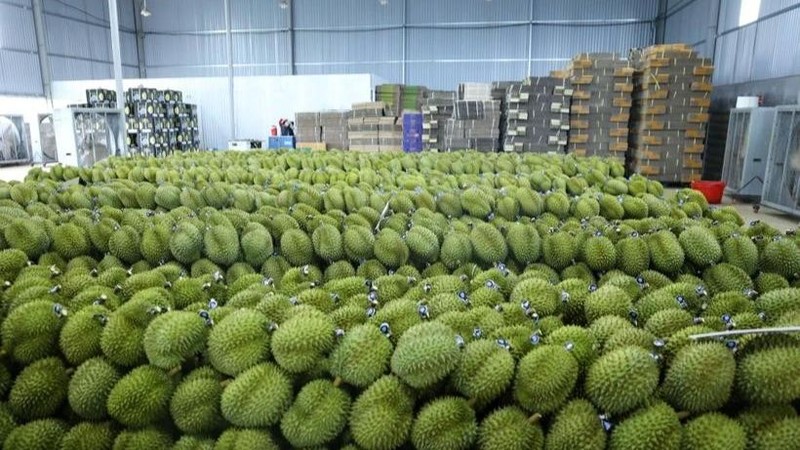 Vietnam's durian export revenue is expected to exceed 3 billion USD this year. (Photo: VNA)