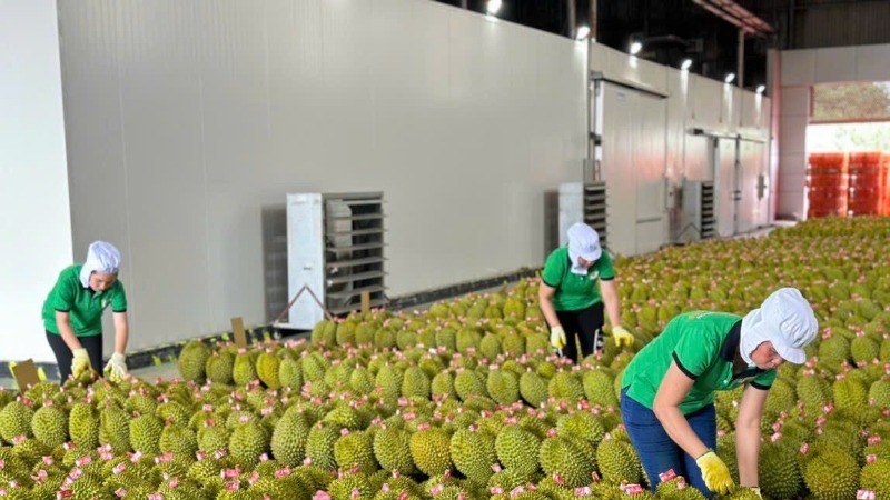 Durian is currently Vietnam's largest fruit and vegetable export.