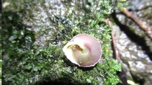 The new land snail species in Son Doong Cave.