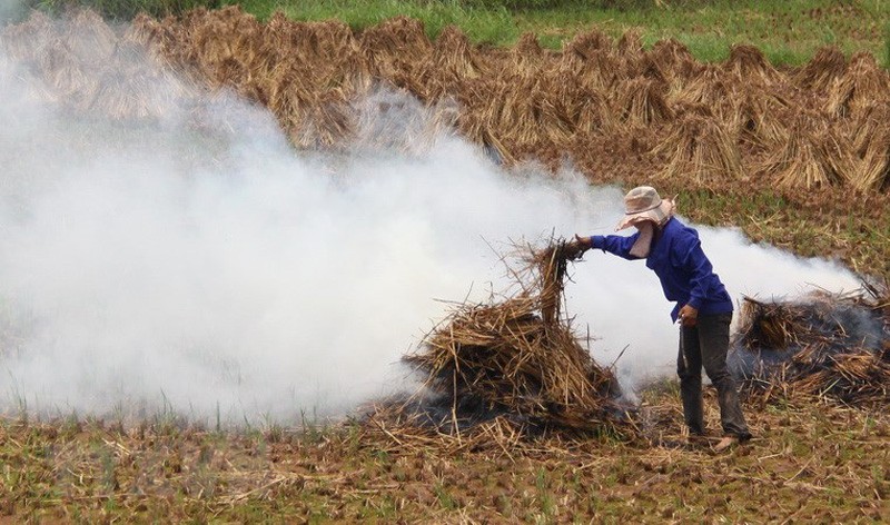 Rice straw in Vietnam is mostly burned on the field.