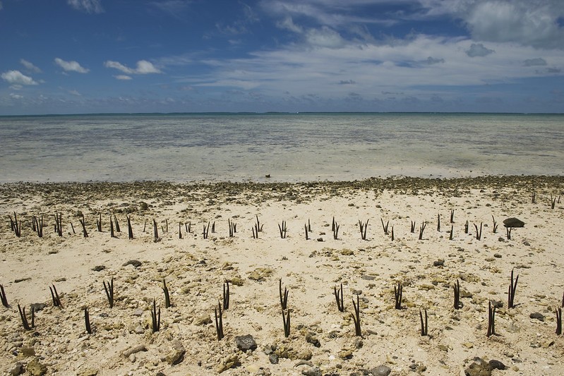 A view of mangrove shoots planted on Tarawa, an atoll in the Pacific island nation of Kiribati. (Photo: UN)