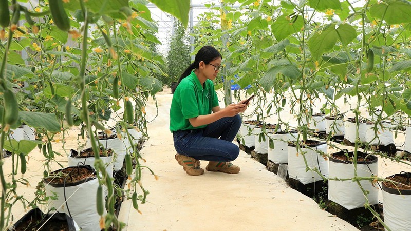 Controlling the production process in the field via smartphone at Sunfood-Da Lat Agricultural Service Cooperative.