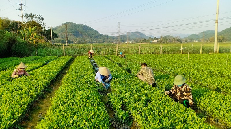 Producing high-quality forestry seedlings in Phu Luong District, Thai Nguyen Province. (Photo: Van Hung)
