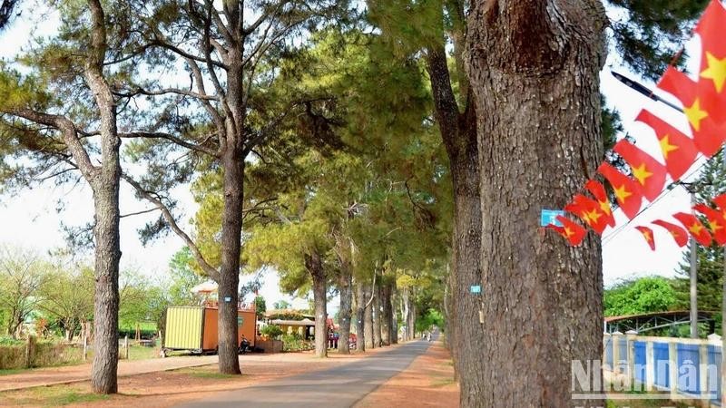 Centuries-old pine trees – a beauty that is both peaceful and romantic.