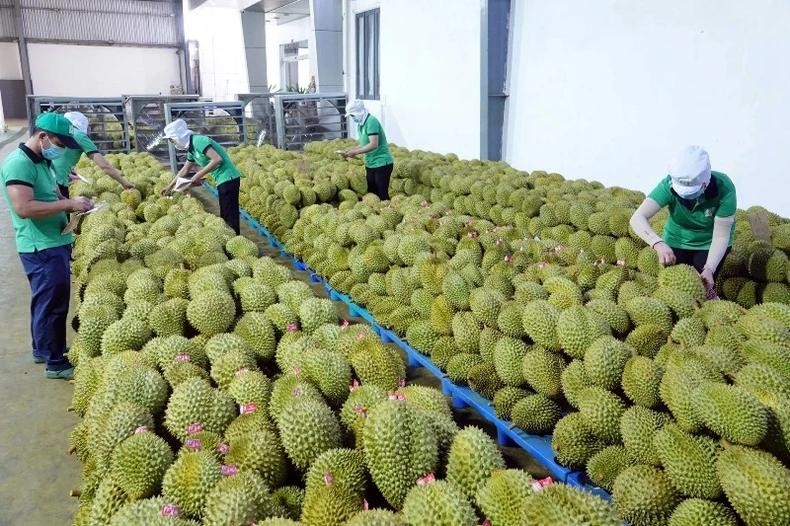 Durian emerges as the top export in the fruit and vegetable sector in 2024.