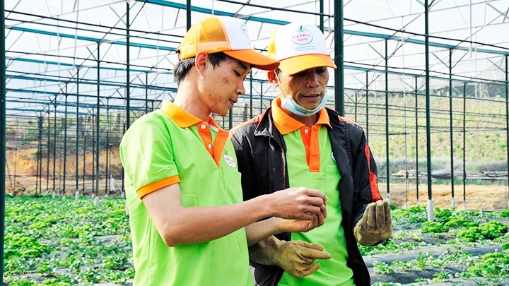 Developing sustainable green agriculture is increasingly chosen by startups.