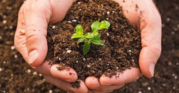 Fertilizer products of Ca Mau Petroleum Fertilizer Joint Stock Company are prioritized to serve the domestic market. (Photo: VNA)