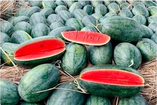 Watermelon from Vietnam has been permitted to enter the Chinese market via the official channel. (Photo: VNA)