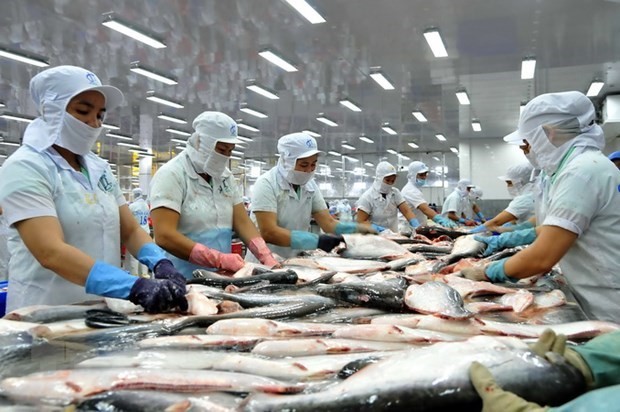 Tra fish processing for export (Photo: VNA)