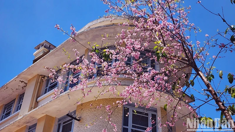 Amid the sunny season, visitors can enjoy the “messenger” flower of spring.