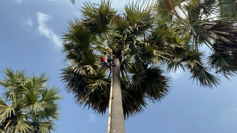 From a wild tree, the palmyra palm has become an economic tree to escape poverty for the Khmer people in the Seven Mountains region, An Giang. (Photo: Bui Quoc Dung)