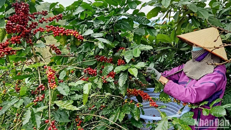 Harvesting Arabica coffee in Lam Dong.