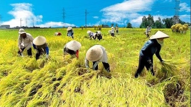 Agriculture sector overcomes difficulties to fulfil set targets | Nhan Dan Online