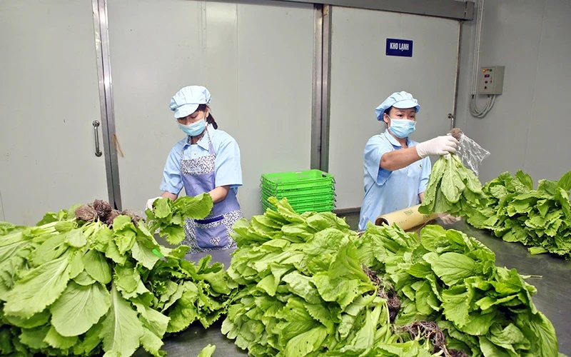 Preliminary processing and packaging of hydroponic vegetables at VinEco Tam Dao farm. (Photo: Duc An)