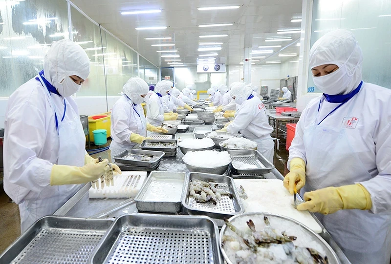 Processing seafood for export at Cafatex Seafood Joint Stock Company, Hau Giang Province. (Photo: Duc An)