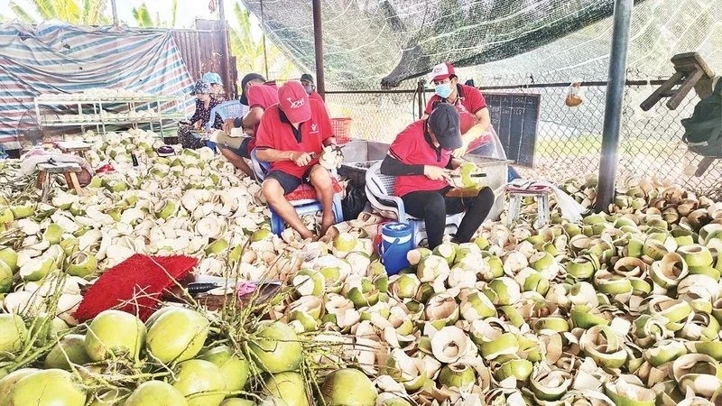 Fresh coconut prices increased by about 110-120%, while raw coconut prices increased by 150% compared to the same period last year.