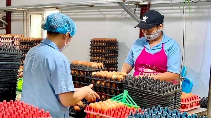Tien Vien Food Joint Stock Company (Chuong My District, Hanoi City) expands production and business with credit capital from Agribank.