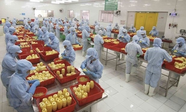 Processing pineapples at a plant in An Giang (Photo: VNA)