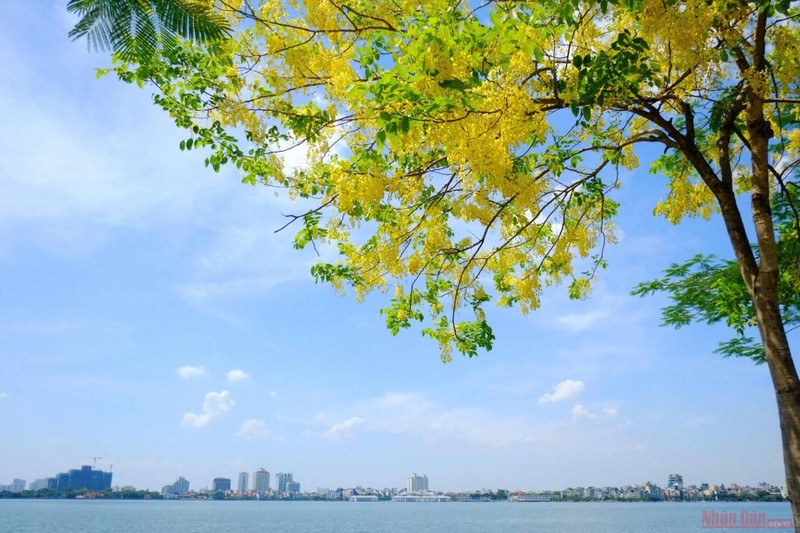 The trees are mostly seen along lake-side streets around West Lake, starting from Ve Ho, part of Lac Long Quan, and Trich Sai street to Nguyen Dinh Thi street.