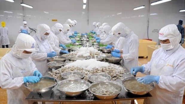 Processing shrimp for export. (Photo: VNA)