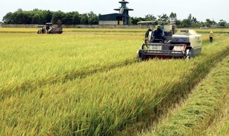 Harvesting the 2020 spring rice crop in Hoa Binh commune of Vu Thu district, Thai Binh province. (Photo: VNA)