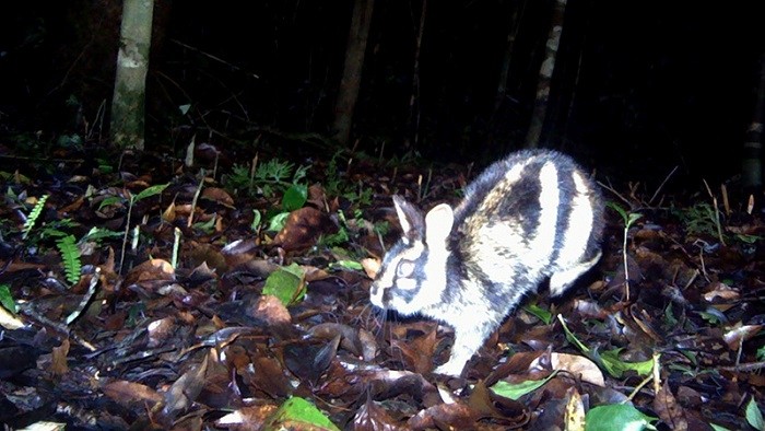 An Annamite striped rabbit recorded on camera in Bidoup-Nui Ba National Park. (Photo: Bidoup-Nui Ba National Park)