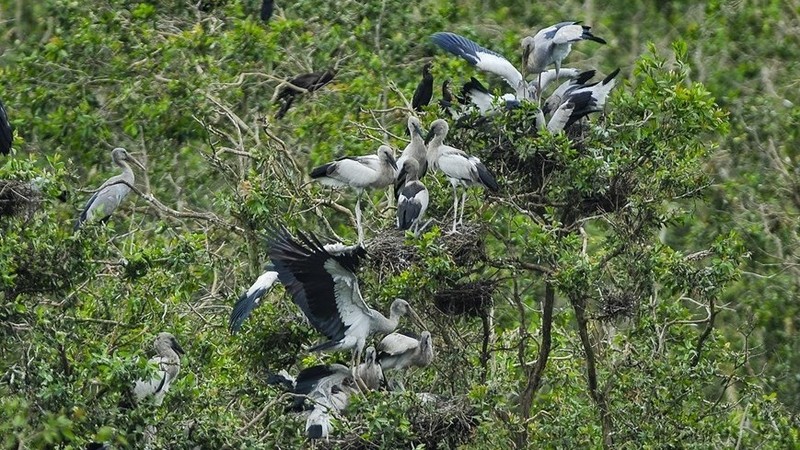 Birds at the Tram Chim National Park (Photo: VNA)