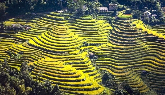 Stunning beauty of terraced rice fields in Hoang Su Phi District, Ha Giang Province. (Photo: hanoimoi.com.vn)