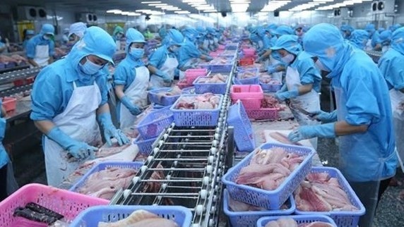 Pangasius processing line for export at the factory of the South Vina company at the Tra Noc industrial park in Can Tho city. (Photo: VNA)