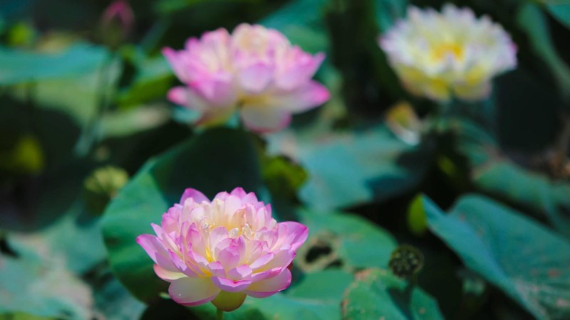 Getting lost in the paradise of nearly 200 varieties of lotus in Hanoi